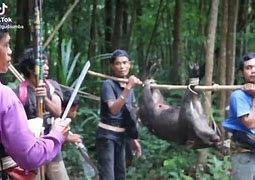 Beruang Menyerang Orang Berburu Babi Dengan Lapun